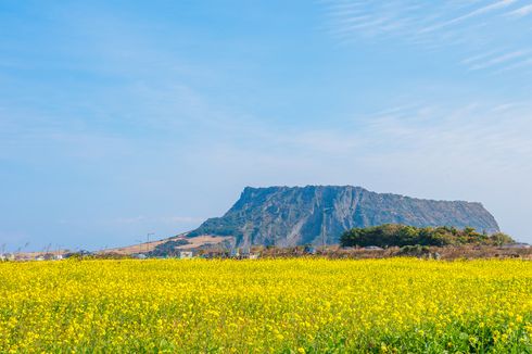 Berapa Lama Sebaiknya Wisata ke Pulau Jeju? Ini Durasi yang Disarankan