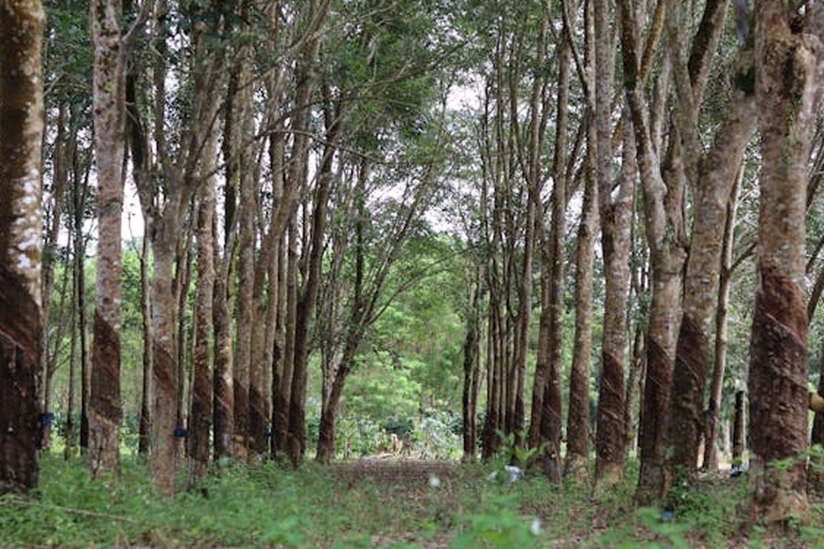 Pohon di perkotaan bisa menyerap CO2 melebihi emisi kendaraan saat musim panas. Namun, tidak semua ruang hijau berdampak sama.