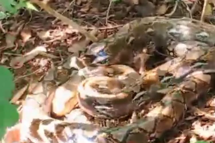 Malam Menegangkan di Dusun Anjir: Dari Suara Ayam Kabur ke Kemunculan Piton