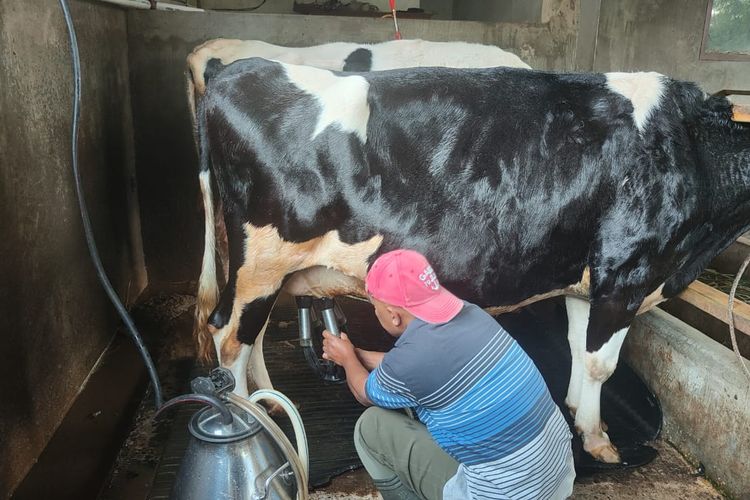 Salah satu petani di Dusun Brau, Desa Gunungsari, Kota Batu, Jawa Timur sedang memerah susu dari sapi perah. 