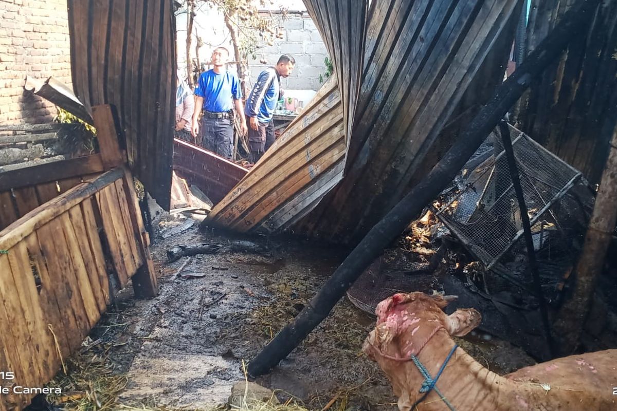 Foto: Seekor sapi berhasil diselamatkan saat peristiwa kebakaran di Kecamatan Panarukan, Kabupaten Situbondo, Provinsi Jawa Timur.