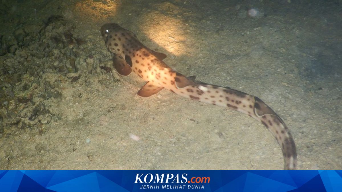 Kepadatan Hiu Berjalan Raja Ampat Jadi yang Tertinggi di Dunia