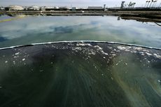 570.000 Liter Minyak Tumpah di Pantai Huntington, Banyak Burung dan Ikan Mati Terdampar