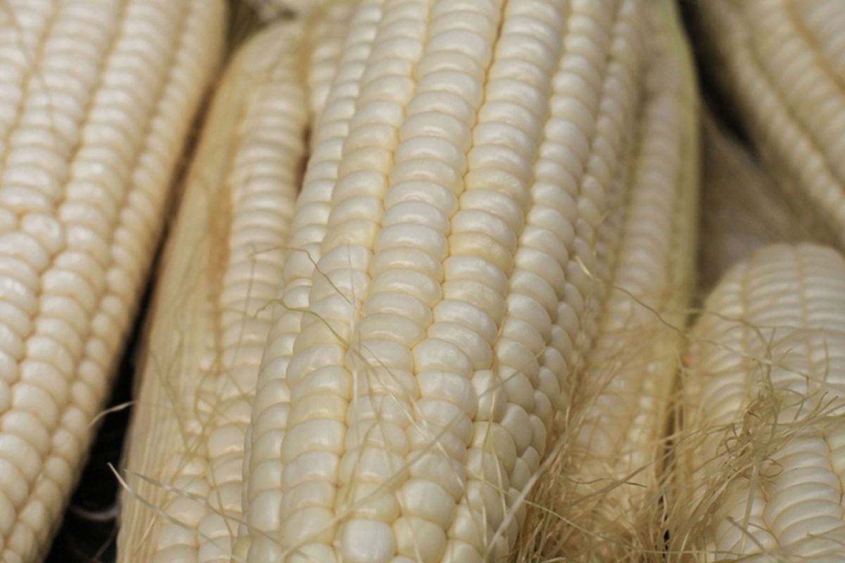 Ilustrasi jagung ketan