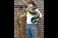 Annie, Ular Anaconda Tertua di Dunia, Masuk Guinness World Records