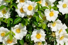 7 Bunga untuk Menambahkan Aroma Wangi di Taman Rumah