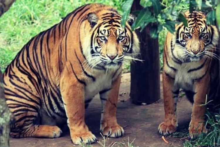 Harimau Sumatera adalah salah satu koleksi Kebun Binatang Bukittinggi, Sumatera Barat.