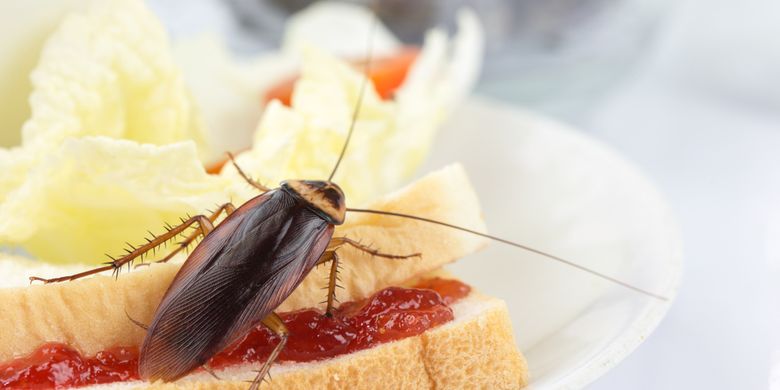 10 Bahan Alami Untuk Usir Kecoak Dari Rumah Halaman All Kompas Com 10 Bahan Alami Untuk Usir Kecoak Dari Rumah Halaman All Kompas Com