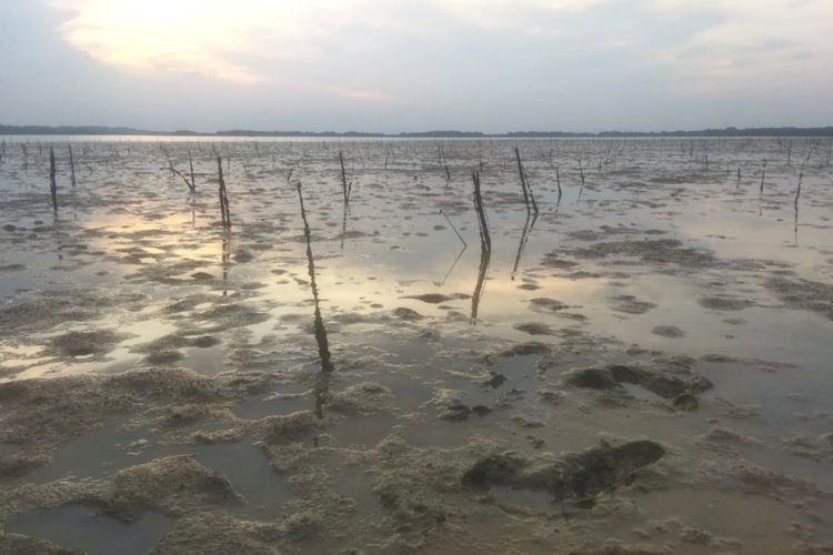 20.000 batang pohon mangrove yang ditanam di Desa Pangarengan, Kecamatan Pangarengan, Kabupaten Sampang, Jawa Timur mati karena digerogoti kerang tiram.