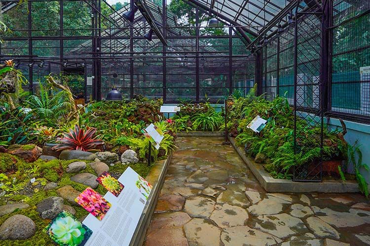 Ilustrasi Taman Nepenthes di Kebun Raya Bogor di Kota Bogor, Jawa Barat.