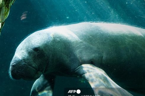 Tulisan “Trump” Ditemukan pada Punggung Mamalia Manatee, Polisi Buru Pelaku Kriminal 