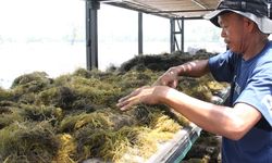 Tingkatkan Kesejahteraan Masyarakat Pesisir, Kementerian KP Luncurkan Teknologi Pengeringan Rumput Laut