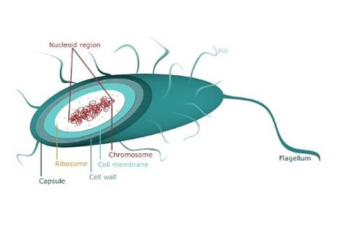 Mengapa Archaebacteria Termasuk ke Dalam Organisme Prokariotik?
