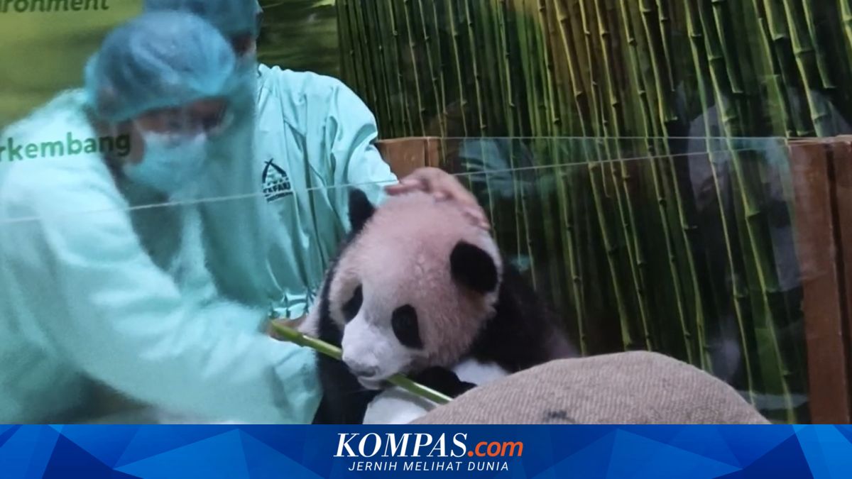 Tumbuh Gigi, Bayi Panda Rio yang Diberi Nama oleh Prabowo Mulai ...