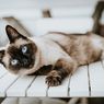 6 Ras Kucing yang Memiliki Usia Terpanjang 
