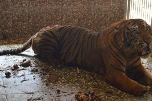 Harimau Sumatera yang Resahkan Warga di Padang Lawas Masuk Perangkap