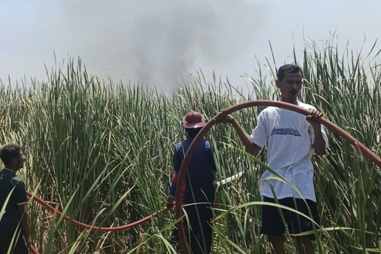 Hutan Kota di Indramayu Terbakar Diduga Akibat Puntung Rokok, Api Nyaris Merembet ke Rumah Warga