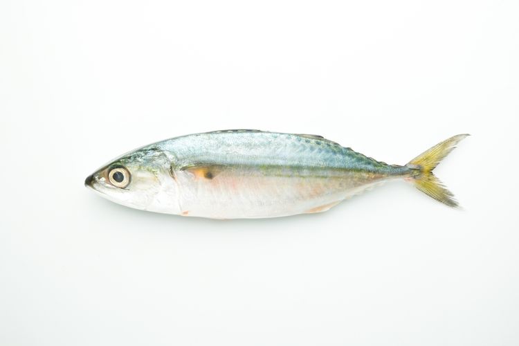 Ilustrasi ikan kembung, manfaat makan ikan kembung, kandungan gizi ikan kembung yang tak kalah bagus dari salmon. 