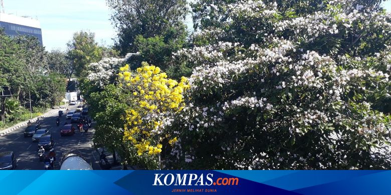 Bunga Tabebuya Bermekaran Kota Surabaya Jadi Berwarna Warni
