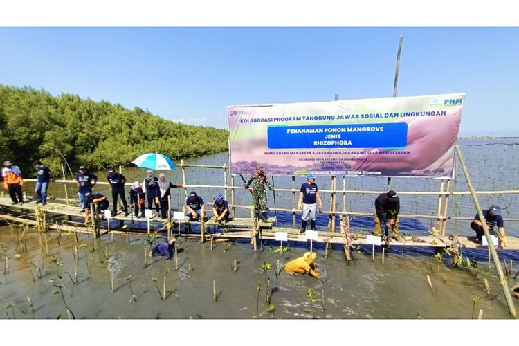 Penanaman mangrove yang dilakukan PNM. 