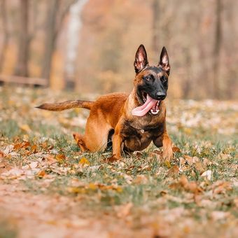 Ilustrasi anjing Belgian Malinois.