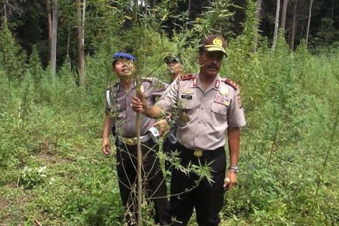 Lagi, Polres Aceh Besar Musnahkan 34 Hektar Ladang Ganja