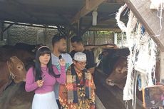 Dinar Candy Beli 3 Sapi Kurban untuk Idul Adha, Habiskan Rp 175 Juta