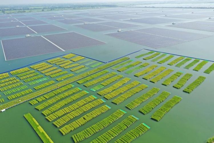 Foto udara areal sawah di bekas lahan tambang batu bara di Guiqiao, Fengtai di Huaianan, Provinsi Anhui, China, 22 Agustus 2024. 