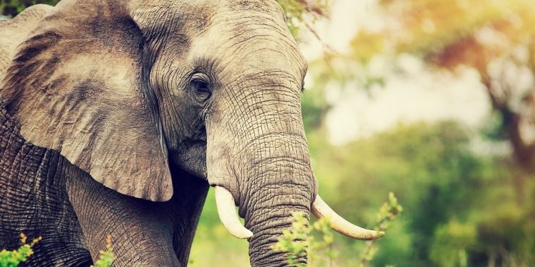 Ilustrasi seekor gajah.