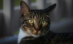 Mengapa Mata Kucing dan Anjing Bisa Menyala dalam Gelap?