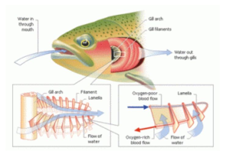 Ikan bernapas dengan insang. Cara kerja organ pernapasan ikan diawali ketika hewan ini menyedot air yang bercampur dengan udara lewat mulutnya.