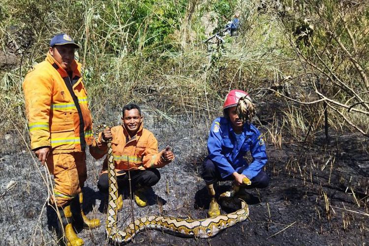 Petugas Damkarla Gresik ketika sedang memadamkan api yang membakar ilalang di Desa Suci, Kecamatan Manyar, Gresik, Jawa Timur, malah mendapati ular piton sepanjang 3,5 meter, Selasa (9/8/2022). *** Local Caption *** Petugas Damkarla Gresik ketika sedang memadamkan api yang membakar ilalang di Desa Suci, Kecamatan Manyar, Gresik, Jawa Timur, malah mendapati ular piton sepanjang 3,5 meter, Selasa (9/8/2022).