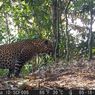 Hutan Sanggabuana Jadi Rumah Terakhir 19 Macan Tutul Jawa
