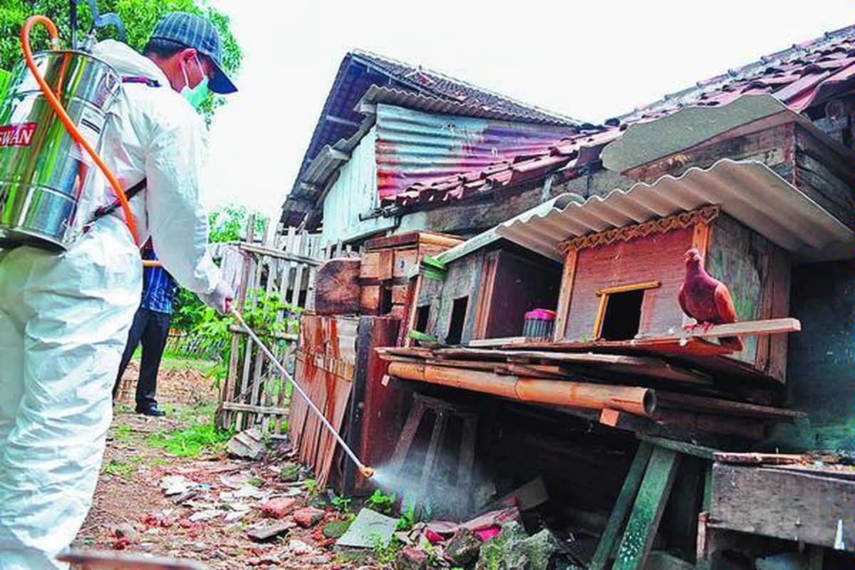 Petugas dari Dinas Peternakan Kota Semarang, Jawa Tengah, menyemprotkan desinfektan di sekitar kandang milik warga Medoho, Kecamatan Semarang Timur, Selasa (11/11). Penyemprotan dan pengawasan dilakukan untuk mencegah merebaknya virus flu burung di kawasan tersebut.  