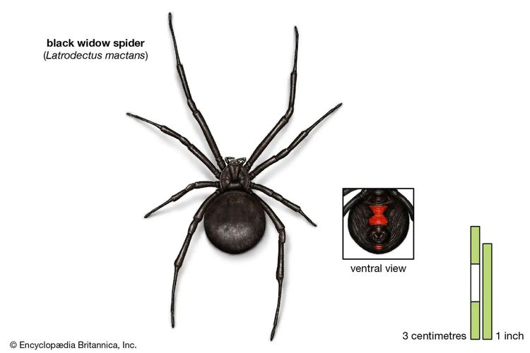 Black Widow Spider