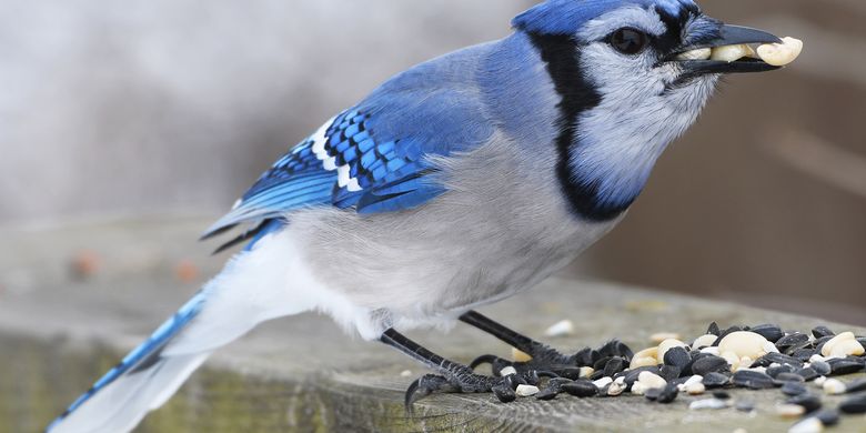 Kamasutra Satwa Disebut Burung Cinta Sejati Blue Jay Hanya Kawin Sekali Seumur Hidup Halaman All Kompas Com