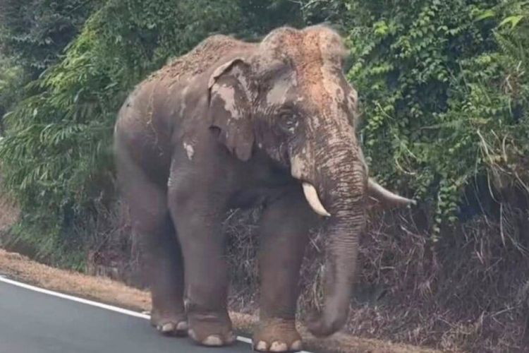 Kisah Gajah Sulong di Malaysia, Tempuh Ratusan Kilometer demi Pulang ke Habitat Asalnya