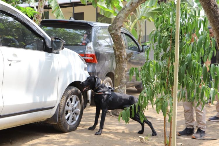 Seekor anjing pelacak jenis Hungarian Pointer milik Wildlife Kalianda sedang mencari bagian tubuh satwa liar yang disembunyikan di mobil dalam demonstrasi di instalasi itu, Jumat (6/9/2019). Anjing pelacak kini menjadi andalan untuk membongkar penyelundupan satwa liar di Pelabuhan Bakauheni, Lampung.