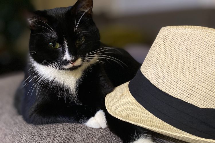Sama seperti kucing oren, kucing hitam putih atau kucing tuksedo juga memiliki fakta-fakta menarik tersendiri.