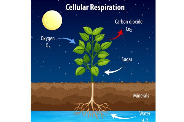 Respirasi seluler pada tumbuhan