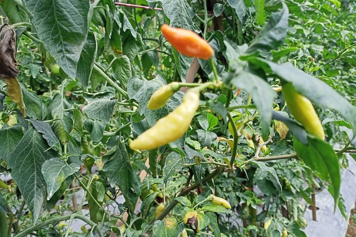 Hama Patek dikeluhkan juga oleh Petani Cabai Rawit di Desa Tanjungwangi, Kecamatan Cicalengka, Kabupaten Bandung. Selain itu petani juga meminta pemerintah mensubsidi pupuk