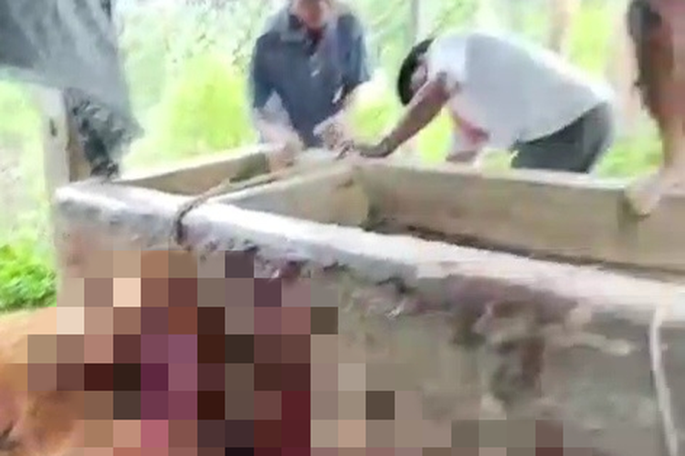 Kronologi Anak Baru Keluar RSJ Sembelih 2 Sapi Milik Orangtua di Karanganya