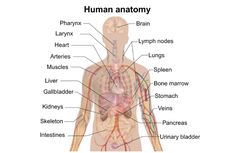 Nama-nama Organ Tubuh dalam Bahasa Inggris