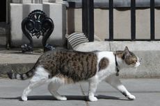 David Cameron Pergi, Larry Si Kucing Tetap di Downing Street