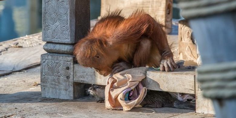 Anak orangutan bernama Berani bermain petak umpet dengan sahabat kecilnya berang-berang di kebun binatang Pairi Daiza di Belgia.
