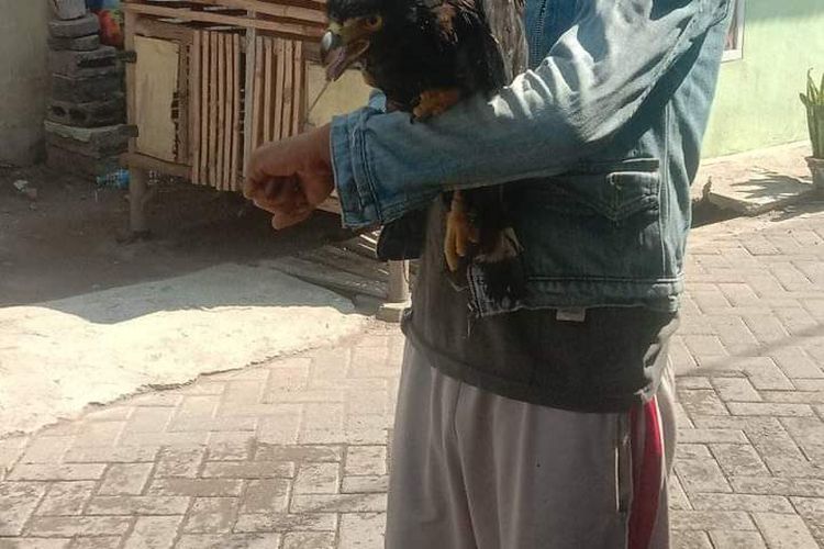 Foto: Elang bido ular yang dijual secara online di grup facebook INFO SEPUTAR SITUBONDO.