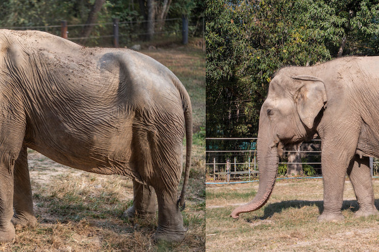 Perbandingan foto keadaaan punggung gajah Pai Lin di Thailand.