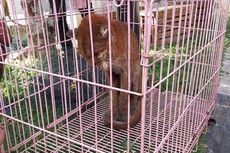 Kucing Emas Ditemukan dengan Kondisi Kurus dan Lemas di Solok, Warga: Baru Kali Ini Saya Melihatnya
