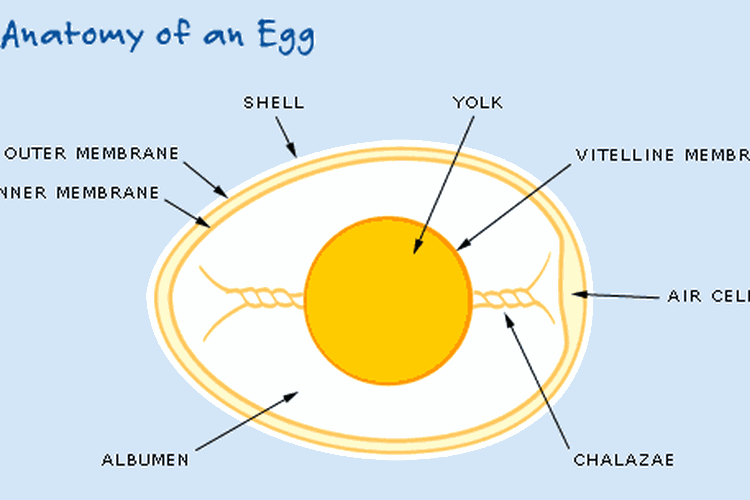 Bagian-bagian dalam telur ovipar
