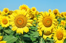 Cara Menanam dan Merawat Bunga Matahari di Tanah dan Pot